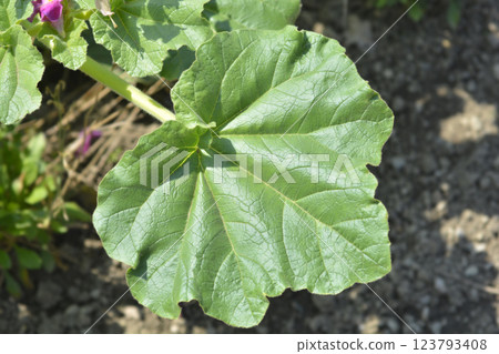 Sweet Unicorn Plant 123793408