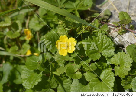 Creeping cinquefoil 123793409
