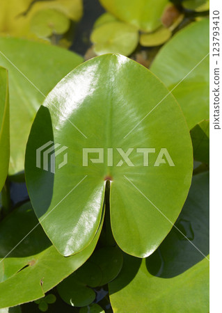 Yellow water lily 123793410