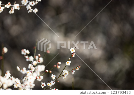 埼玉縣越谷市越谷梅林公園的梅花 埼玉縣越谷市越谷梅林公園的梅花 123793453