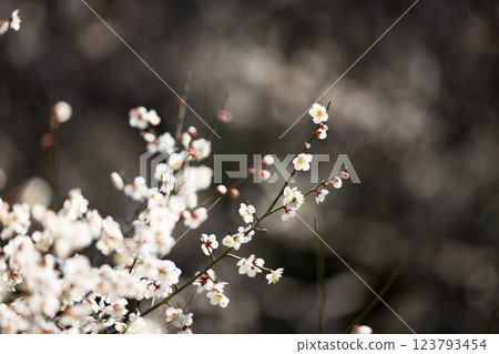 Plum blossoms at Koshigaya Plum Grove Park, Koshigaya City, Saitama Prefecture 123793454