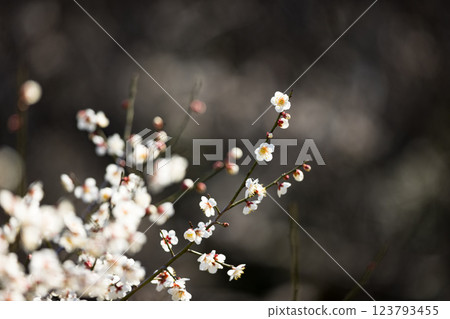 埼玉縣越谷市越谷梅林公園的梅花 埼玉縣越谷市越谷梅林公園的梅花 123793455