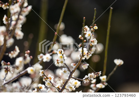 埼玉縣越谷市越谷梅林公園的梅花 123793460