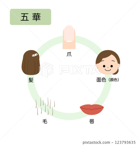 Oriental medicine: Five elements classification of physiological pathology of the human body: Five flowers 123793635