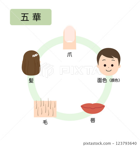 東方醫學：人體生理病理的五行分類：五花 123793640