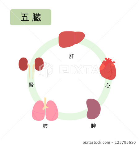 東方醫學：將人體分為五大元素：五臟 123793650