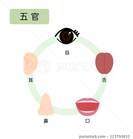 Oriental medicine: classification of the human body into five elements: five senses 123793652