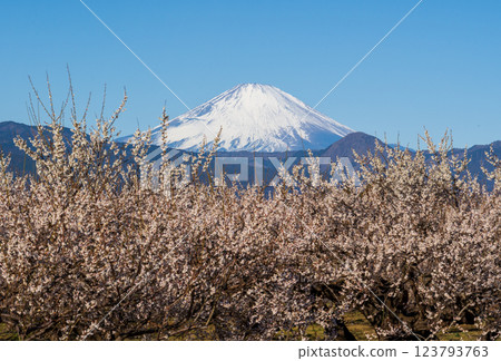 Blue sky and morning Mount Fuji from Soga Plum Grove in Odawara City 123793763