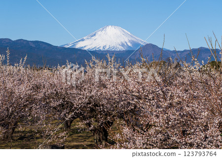 Blue sky and morning Mount Fuji from Soga Plum Grove in Odawara City Blue sky and morning Mount Fuji from Soga Plum Grove in Odawara City 123793764