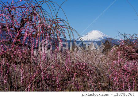 Blue sky and morning Mount Fuji from Soga Plum Grove in Odawara City 123793765