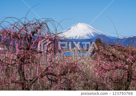 Blue sky and morning Mount Fuji from Soga Plum Grove in Odawara City 123793768