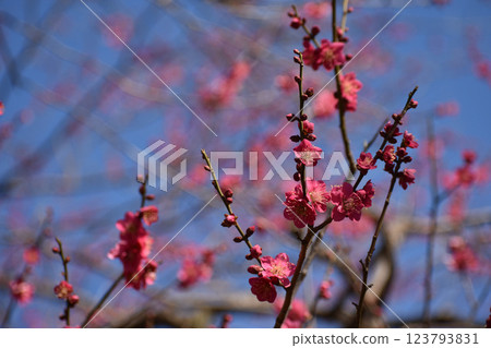 早春紅梅映襯藍天 123793831