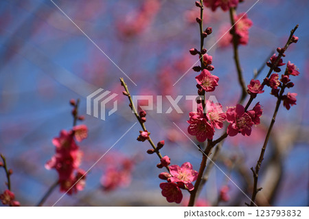 Red plum blossoms against the blue sky in early spring Red plum blossoms against the blue sky in early spring 123793832