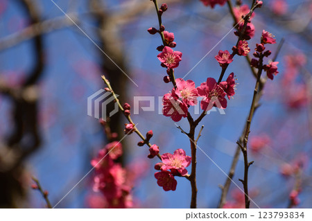 Red plum blossoms against the blue sky in early spring 123793834
