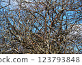 Bare tangled tree branches, texture 123793848