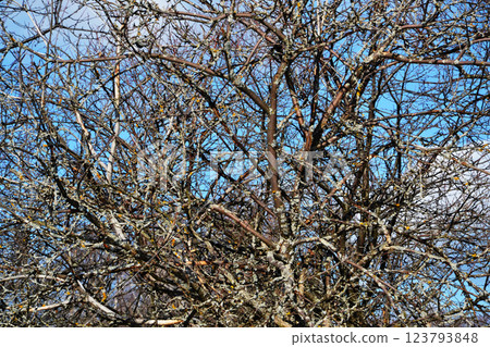 Bare tangled tree branches, texture 123793848