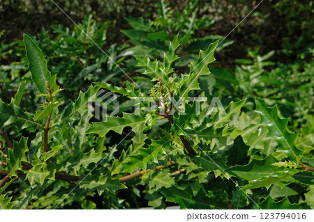 Sea Holly (Acanthus ebracteatus) 123794016