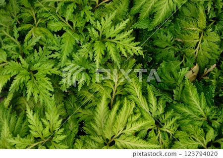 Sword brake fern (Silver lace fern) on green background Sword brake fern (Silver lace fern) on green background 123794020