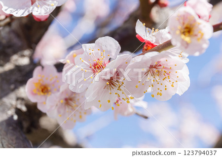 在藍天的李子開花 在藍天的李子開花 123794037