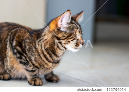 Closeup image of a cats face with a blurry background Closeup image of a cats face with a blurry background 123794054