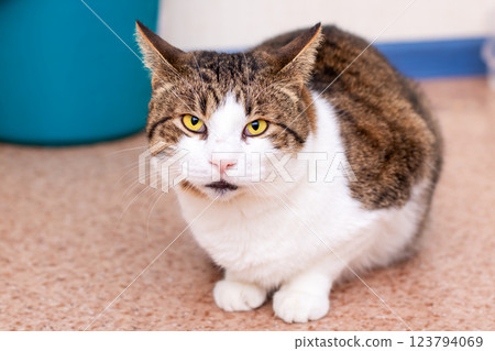 A brown and white cat with beautiful yellow eyes sits on the floor 123794069