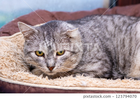 A gray cat is lying in a dog bed, looking at the camera A gray cat is lying in a dog bed, looking at the camera 123794070