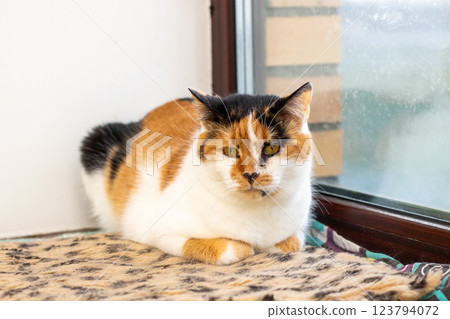 A calico cat on a leopard print blanket by a window A calico cat on a leopard print blanket by a window 123794072