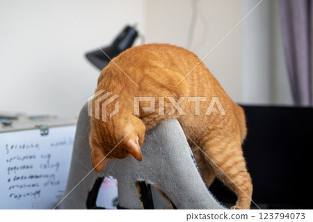 An orangecolored cat is currently sitting on top of a gray cushion 123794073
