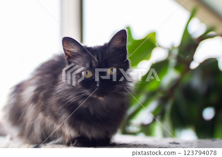 A black cat is comfortably sitting on a large cat tree beside a window A black cat is comfortably sitting on a large cat tree beside a window 123794078