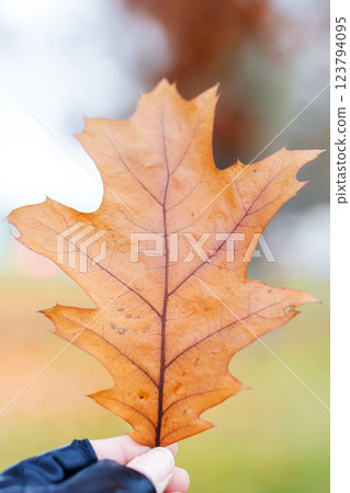 A person is carefully holding a brown leaf gently in their hand 123794095