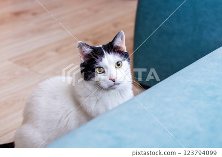 A charming black and white cat is comfortably sitting on a blue couch 123794099
