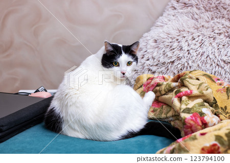 A black and white cat is comfortably laying on a bed beside a laptop A black and white cat is comfortably laying on a bed beside a laptop 123794100