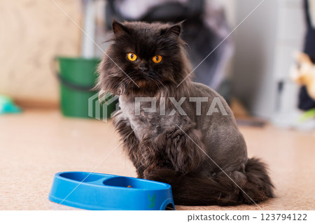 A black cat with striking yellow eyes is calmly sitting next to a blue bowl 123794122