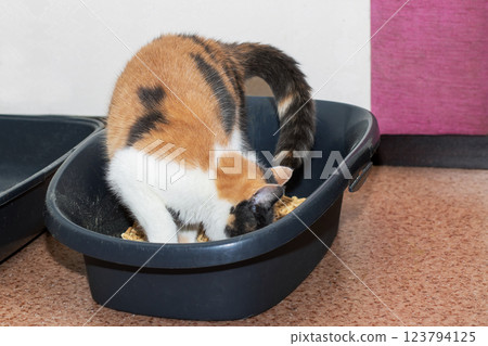 A delightful calico cat is comfortably sitting in a black litter box A delightful calico cat is comfortably sitting in a black litter box 123794125