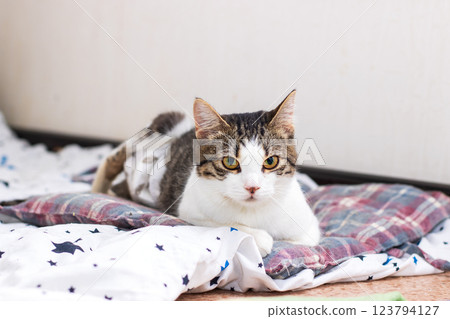 A fluffy cat comfortably lays on a soft bed and gazes at the camera A fluffy cat comfortably lays on a soft bed and gazes at the camera 123794127