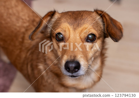 A detailed closeup view of a brown dog intently looking at the camera A detailed closeup view of a brown dog intently looking at the camera 123794130