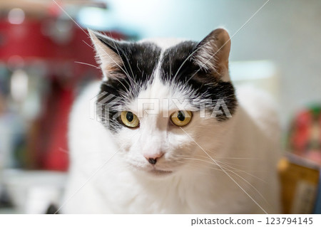 A black and white domestic cat is sitting comfortably on a kitchen counter A black and white domestic cat is sitting comfortably on a kitchen counter 123794145