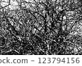Black and white contrast background of intertwined tree branches 123794156