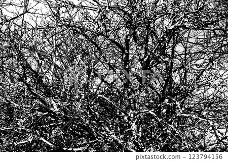 Black and white contrast background of intertwined tree branches 123794156