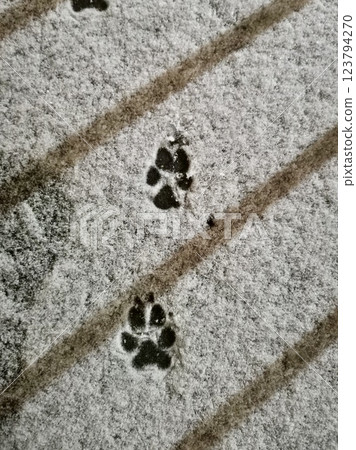 The animal's paw prints were imprinted on a thin layer of fresh snow. Clear and contrasting prints create an atmosphere of winter silence and mystery. The animal's paw prints were imprinted on a thin layer of fresh snow. Clear and contrasting prints create an atmosphere of winter silence and mystery. 123794270