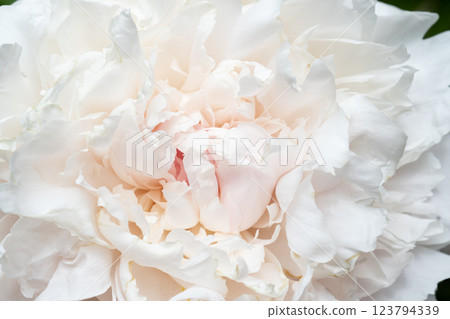 beautiful soft pink peony blooming flower as background at sunny day. close up. beautiful soft pink peony blooming flower as background at sunny day. close up. 123794339