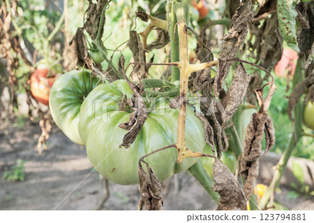 Curled brown tomato leaves affected by late blight Curled brown tomato leaves affected by late blight 123794881