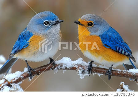 Vibrant Bluebirds on Snow-Covered Branch in Winter Wildlife Scene Generative AI 123795376