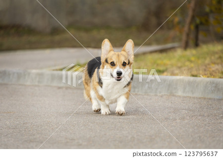 A tricolor Pembroke Welsh Corgi runs towards a meeting. Photo of a dog in motion A tricolor Pembroke Welsh Corgi runs towards a meeting. Photo of a dog in motion 123795637