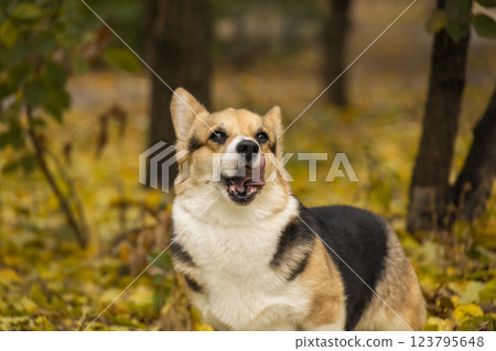 The dog licks his lips. Portrait of a tricolor Welsh Corgi Pembroke in the autumn park. The dog licks his lips. Portrait of a tricolor Welsh Corgi Pembroke in the autumn park. 123795648