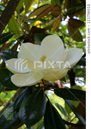 White flowers of Taisanboku 123796018