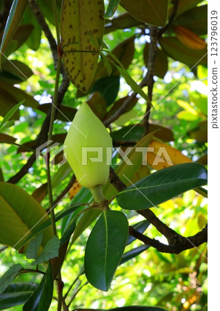 Thai bud of bud 123796019