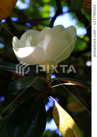 White Taisangbok flower White Taisangbok flower 123796022