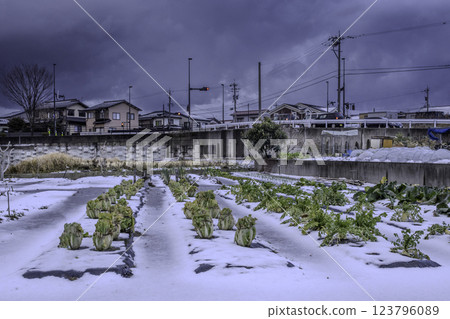 Vegetable grower's allotment, Kanazawa, Japan 123796089