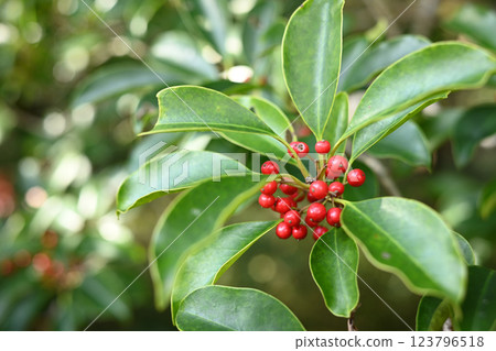 Red winter berries: Japanese silverleaf berries 123796518